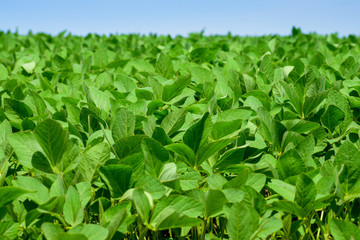 Soybeans on the field