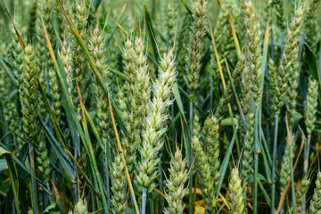 Obraz premium Green wheat growing