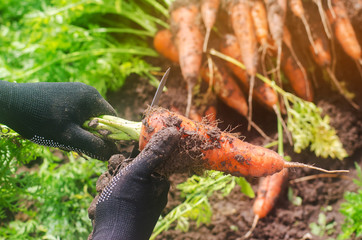 A farmer harvesting carrot on the field. Growing organic vegetables. Seacional job. Farming. Agro-industry. Agriculture. Farm. Ukraine, Kherson region. Freshly harvested carrots. Summer harvest