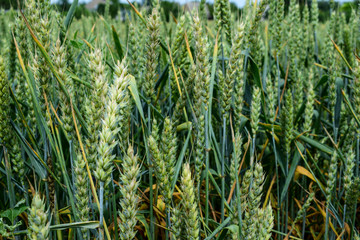 Green wheat growing