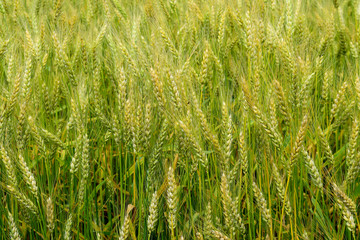 Ripening rye on the field