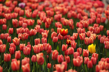 Fields on which bloom pink tulips. Tulip field. Field with pink tulips. Bouquet of flowers, pink background.