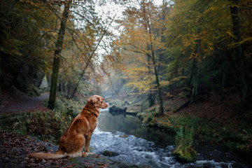 Nova Scotia Duck Tolling Retriever in the forest. Pet for a walk in nature. Hike with a dog