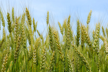 Ripening rye on the field