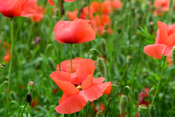 Fototapeta premium Poppies in the field