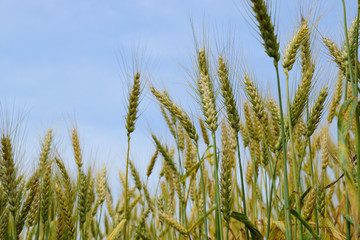Ripening rye on the field