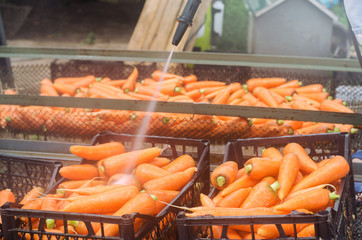 The process of cleaning carrot using high water pressure. Freshly harvested carrots. Summer harvest. Agriculture. Farming. Agro-industry. Eco friendly products. Pressure washer. Ukraine Kherson region