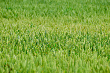 Green wheat growing