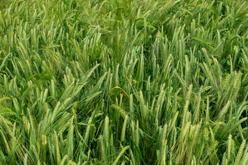 Ripening barley on the field