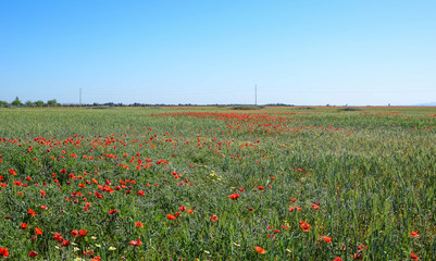 amazing fields with poppies in the vastness of Morocco