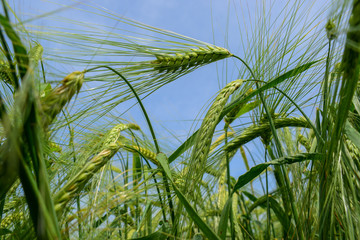 Fototapeta premium Ripening barley on the field