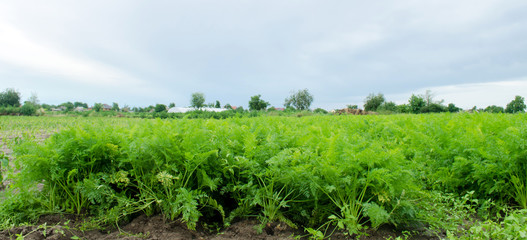 Carrot plantations are grown in the field. Vegetable rows. Organic vegetables. Landscape agriculture. Farming Farm. Eco friendly products. Selective focus
