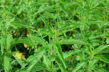 Stinging nettle background