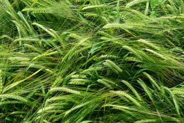 Ripening barley on the field