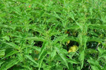 Stinging nettle background