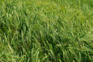 Ripening barley on the field