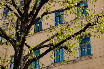 Fototapeta na wymiar Ancient buildings with beautiful windows are standing on the street. Spring twigs of trees