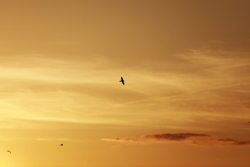 Fototapeta na wymiar sky before sunset, birds in the sky. bird flying while sunset and twilight befor rainfall sky background