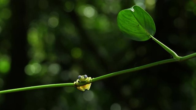 Glass frog in its natural habitat in the Caribbean forest.  Wildlife endangered species. Awesome colorful frogs collection. The glass frogs are frogs of the amphibian family Centrolenidae.