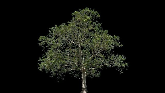 Platanus isolated on black background with alpha channel - Apple ProRes 4444 with Alpha channel, 10bit high quality footage