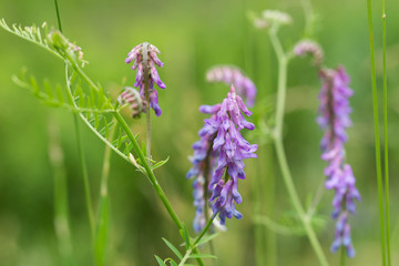 vicia violet flowers