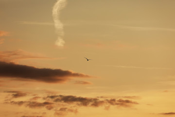 sky before sunset, birds in the sky. bird flying while sunset and twilight befor rainfall sky background