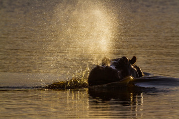 Hippopotamus in Kruger National park, South Africa