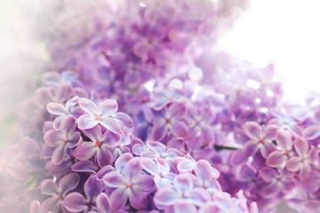 Lilac flowers purple and soft pink summer background