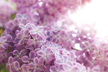 Lilac flowers purple and soft pink summer background