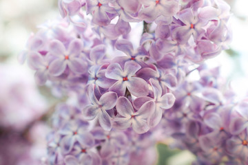 Lilac flowers purple and soft pink summer background