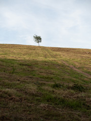 Lonely tilted tree on a hill