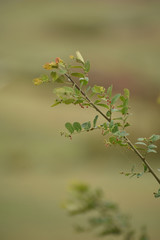 branch of a tree in spring
