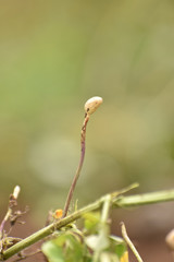 A Growing Seedling 
