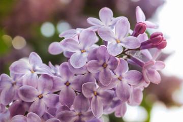 Lilac flowers purple and soft pink summer background