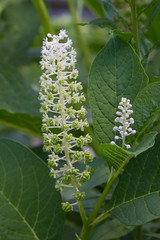 Phytolacca americana, also known as American pokeweed, pokeweed, poke sallet, or poke salad, is a poisonous, herbaceous perennial plant in the pokeweed family Phytolaccaceae