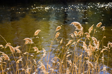 dry golden plants called in latin cortaderia at first site and the bright river behind the plants. The cordateria are lighted by the sun ray reflecting on water in a sunny day. Horizontal picture