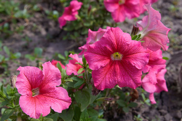 Beautiful pink petunia flowers (Petunia hybrida) in garden soft focus 