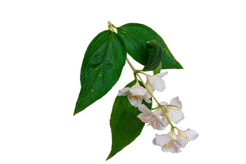 Flower with leaves on a white background. © Oleg