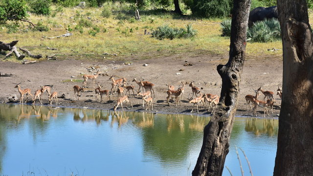 impala antelope in african landcape,waterhole in South Africa