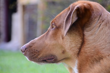 Perro mirando 