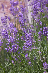 Lavender bushes closeup on sunny day. Purple bushes of lavender in the garden. Violet field with place for text. Lavender bushes closeup