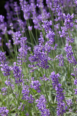 Lavender bushes closeup on sunny day. Purple bushes of lavender in the garden. Violet field with place for text. Lavender bushes closeup