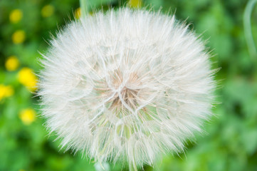 big white and fluffy dandelion grows in the summer on the lawn against the background of green grass