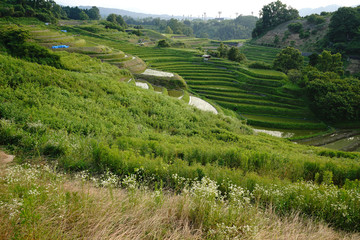 Landscape of Chihaya Akasaka-mura