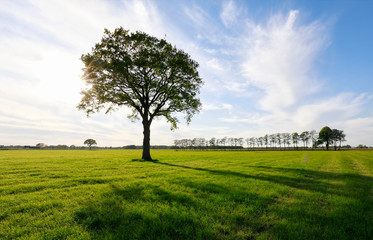 Fototapeta na wymiar sunshine through big oak tree on green meadow