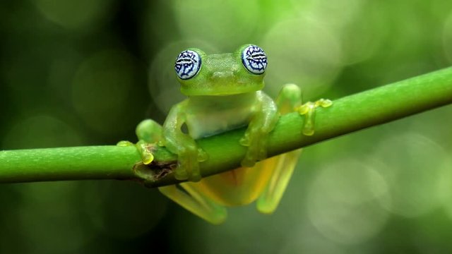 Glass frog in its natural habitat in the Caribbean forest.  Wildlife endangered species. Awesome colorful frogs collection. The glass frogs are frogs of the amphibian family Centrolenidae.