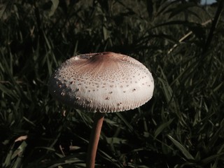 mushroom in forest