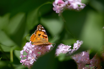 butterfly sits on a lilac flower on a sunny spring day
