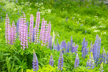 Obraz premium Blue lupine blossom flowers on the meadow.