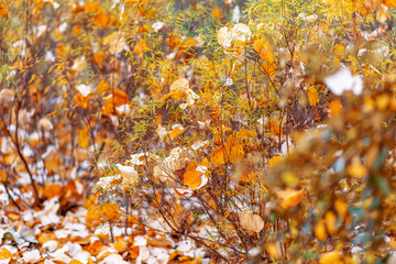 Autumn  yellow leaves. Autumn time. Nature beautiful blurred background and bokeh. Shallow depth of field. Toned image.